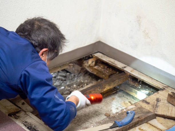 Best Emergency Mold Removal  in Ellaville, GA