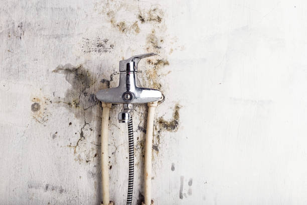 Best Certified Mold Removal  in Ellaville, GA