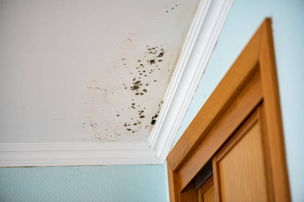 Best Mold Testing and Removal  in Ellaville, GA