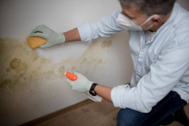 Best Professional Mold Removal  in Ellaville, GA