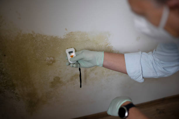 Reliable Ellaville, GA Mold Removal Solutions