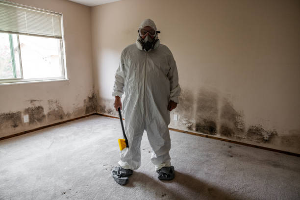 Best Same-Day Mold Removal  in Ellaville, GA