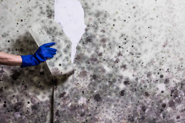 Best Mold Removal Company Near Me  in Ellaville, GA
